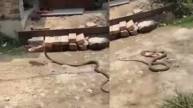 snake video