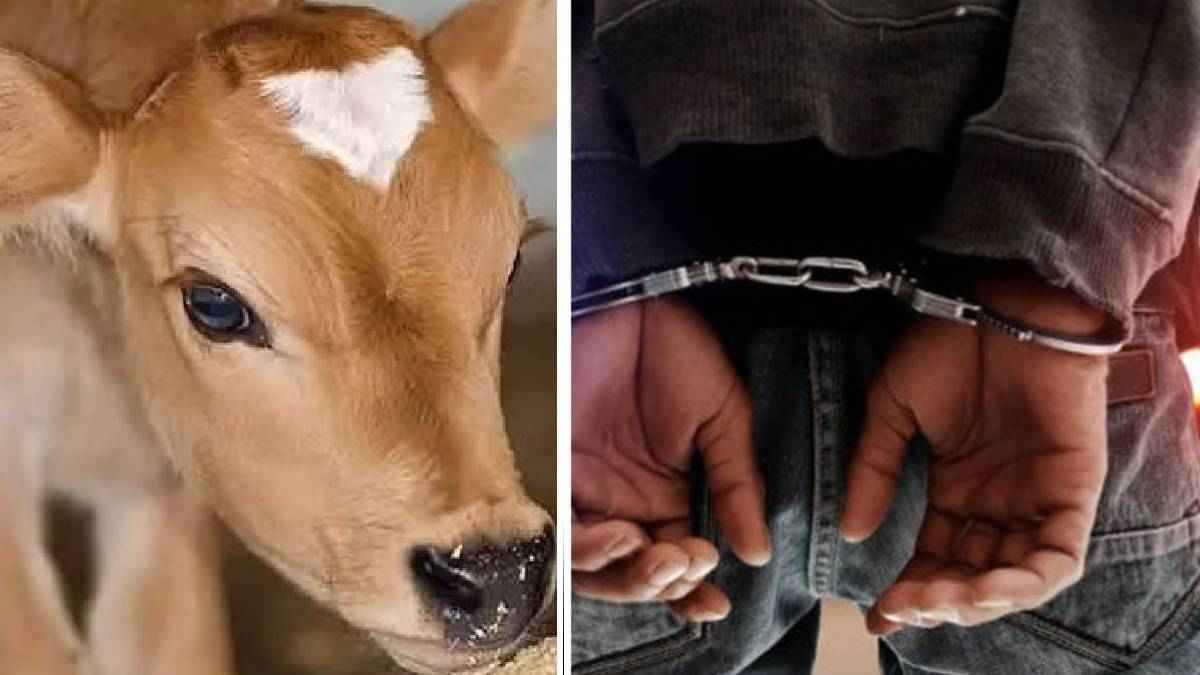 UP crime news