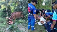 Russian Tourist Try To Rape Cow