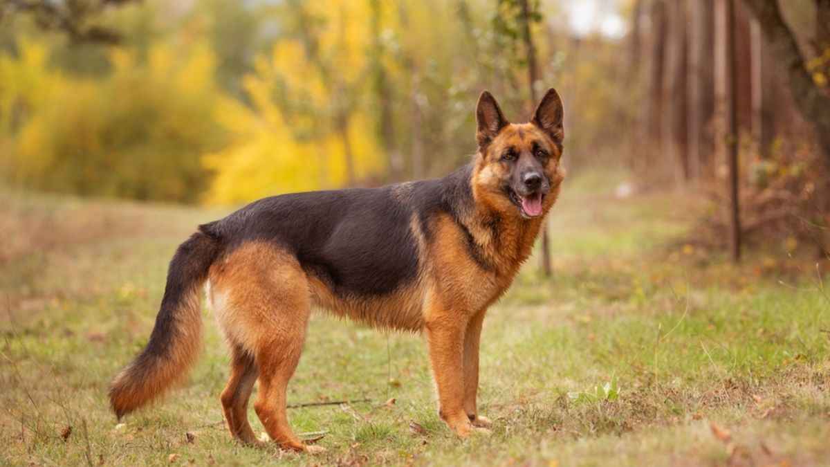 वाह गजब: मरे हुए कुत्ते ने अपने मालिक को कर दिया मालामाल!