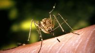 mosquito borne disease