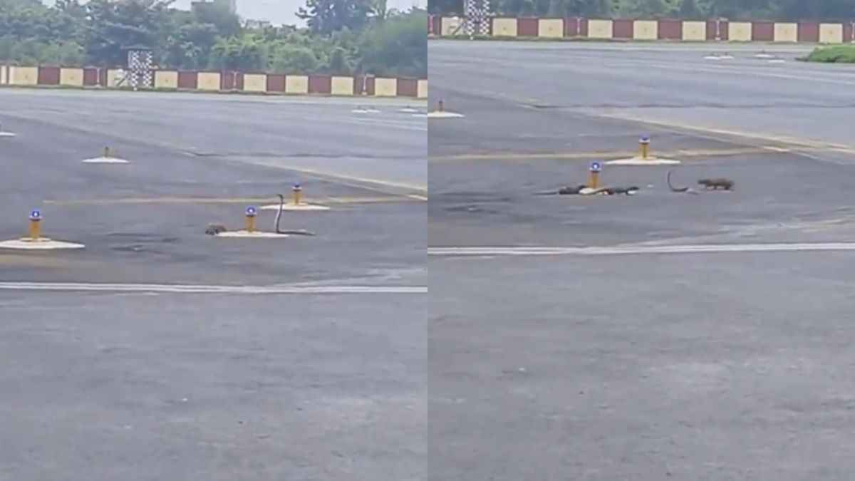 एयरपोर्ट पर शुरू हुई सांप और नेवले की लड़ाई, रन-वे का वीडियो हो रहा वायरल