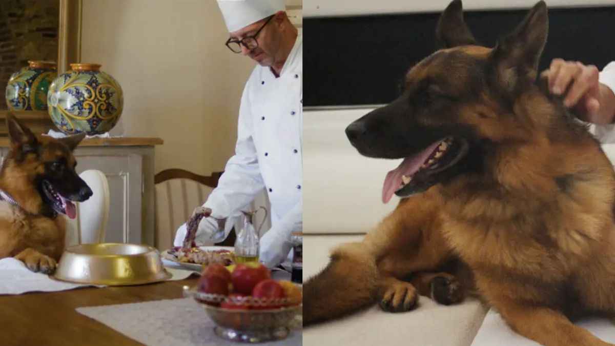 World's richest dog