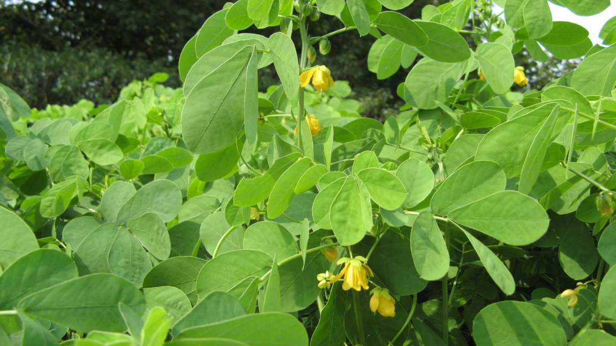 benefits of chakoda
