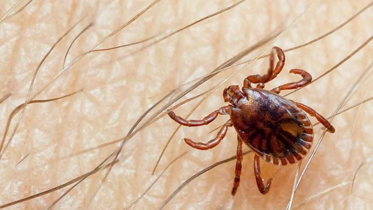 पाकिस्तान के कारण भारत पर मंडरा रहा इस बीमारी का खतरा, वायरस पकड़ने के बाद 40% मरीजों की हो जाती है मौत