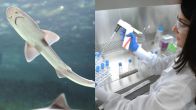 female sharks birth absence of males, virgin birth, scientists, survival mechanism, asexual reproduction