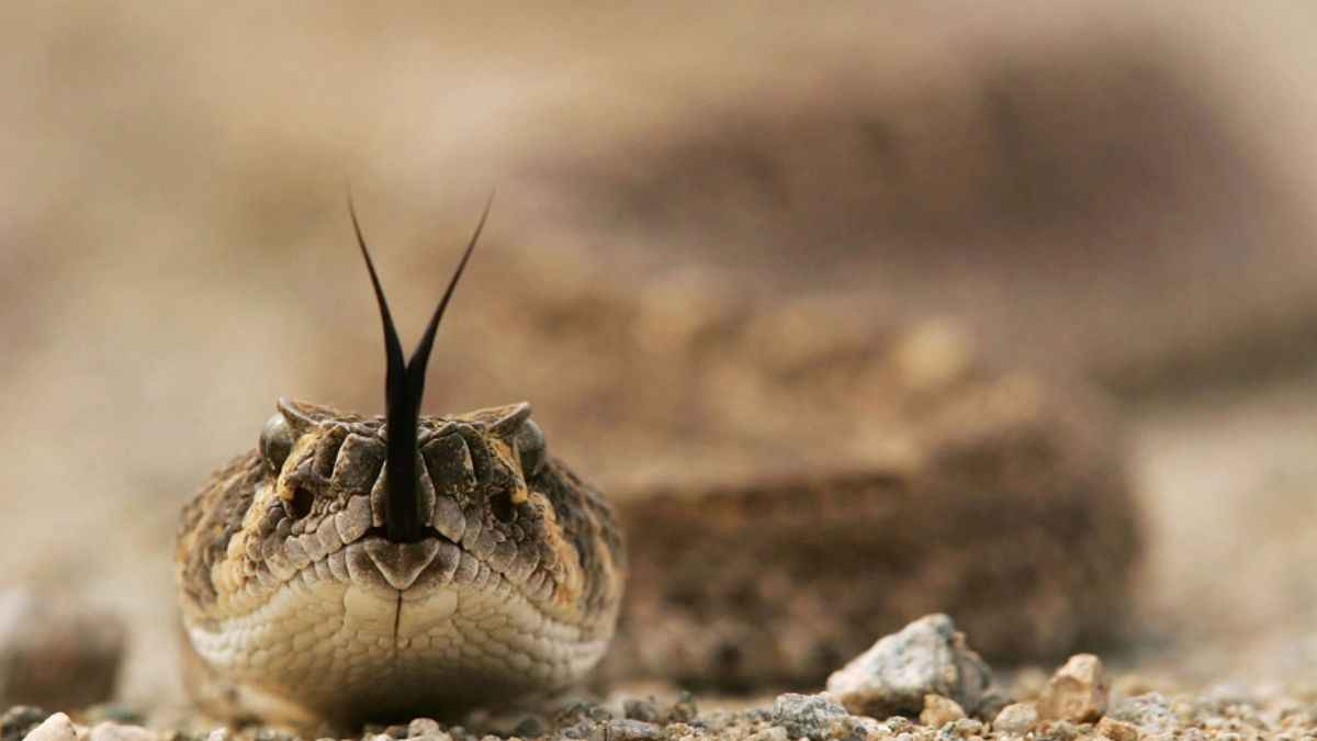 गाय के पैरों से लिपटकर दूध पी जाता है सांप! आपने भी सुनी होगी ऐसी कहानी; जानें क्या है सच