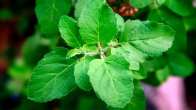 tulsi leaves