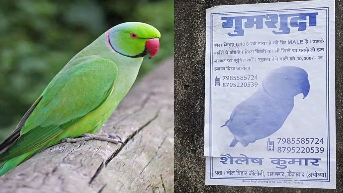 Ayodhya Man printed poster missing parrot