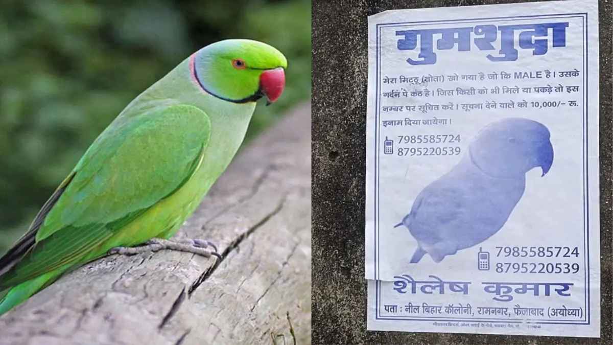 तोते को ढूंढने वाले को 10 हजार का इनाम, अयोध्या में पोस्टर देख हर कोई हैरान