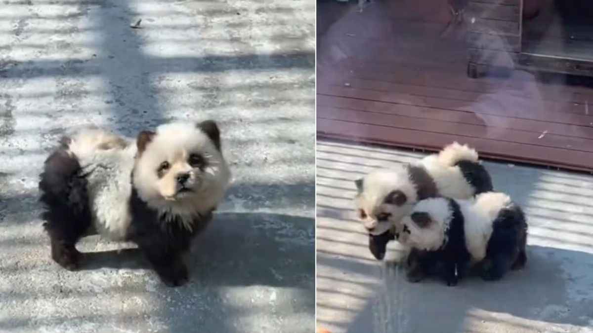 Barking panda