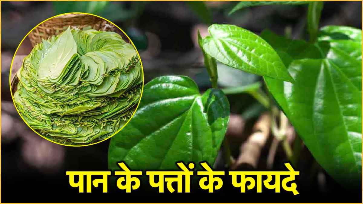 थायराइड के मरीजों के लिए अमृत है पान के पत्ते, जानिए अनगिनत फायदे