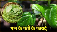 Betel Leaf Benefits