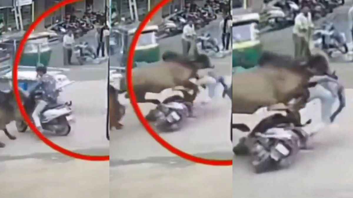 Bull Attack