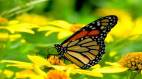 Butterfly thieves, Butterfly, Sri Lanka, Italy, Butterfly smuggling, Yala National Park