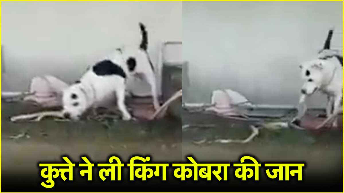 dog killed Cobra