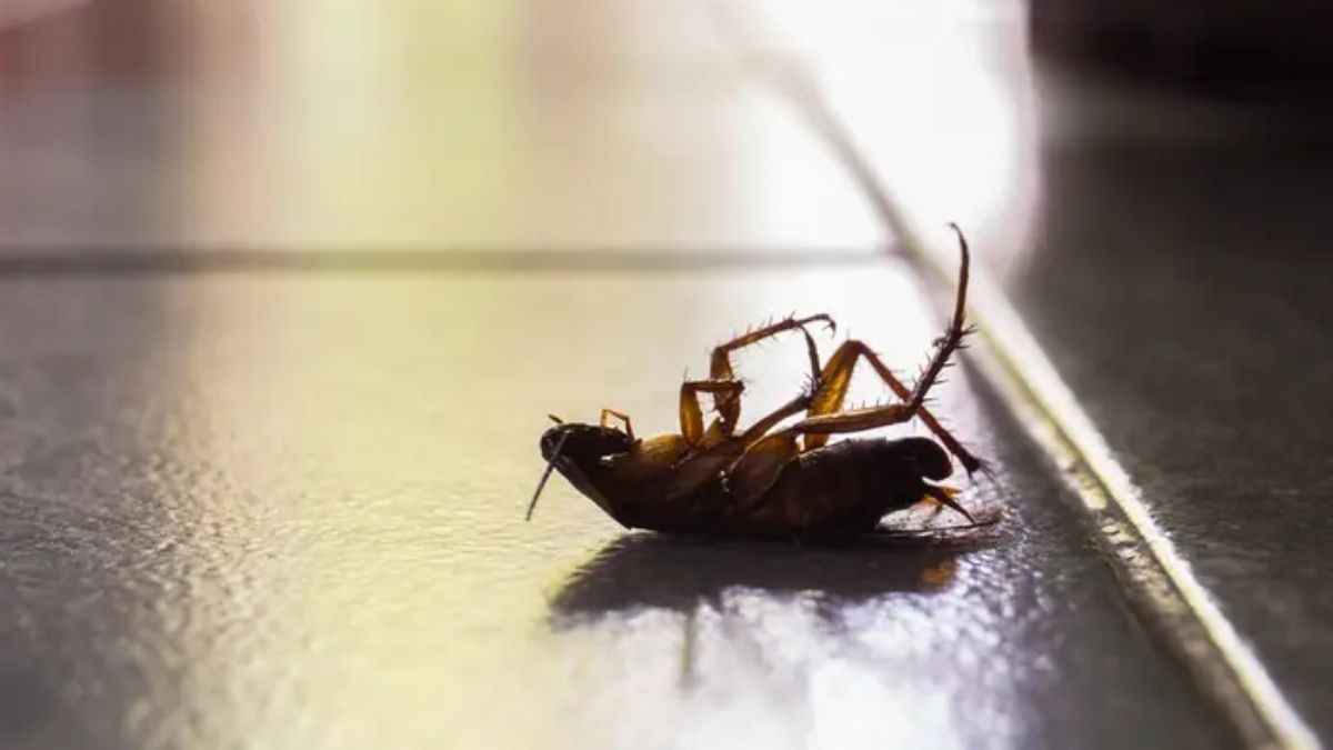 Cockroach