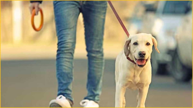 Dog Walker