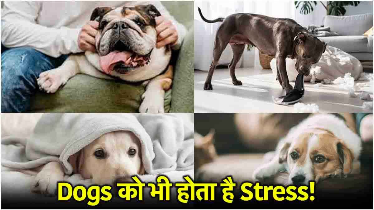 Dogs Stress Symptoms: क्या आपका डॉग भी है स्ट्रेस में? ये हैं 5 लक्षण और कारण