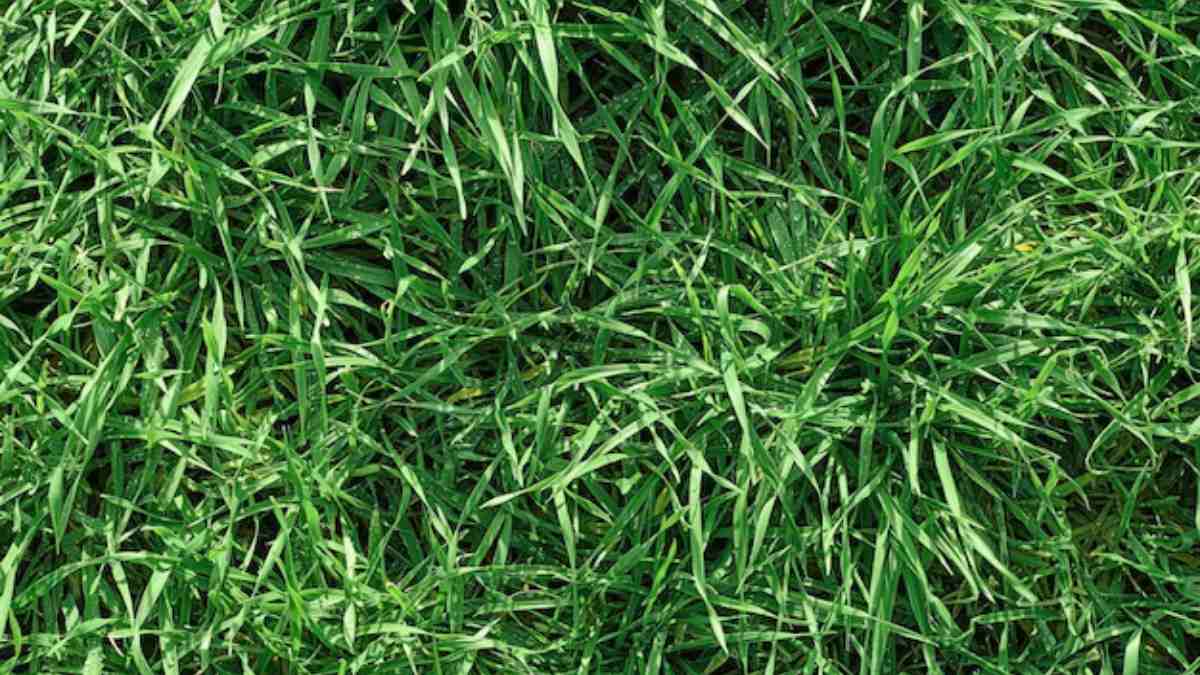 Durva grass Benefits