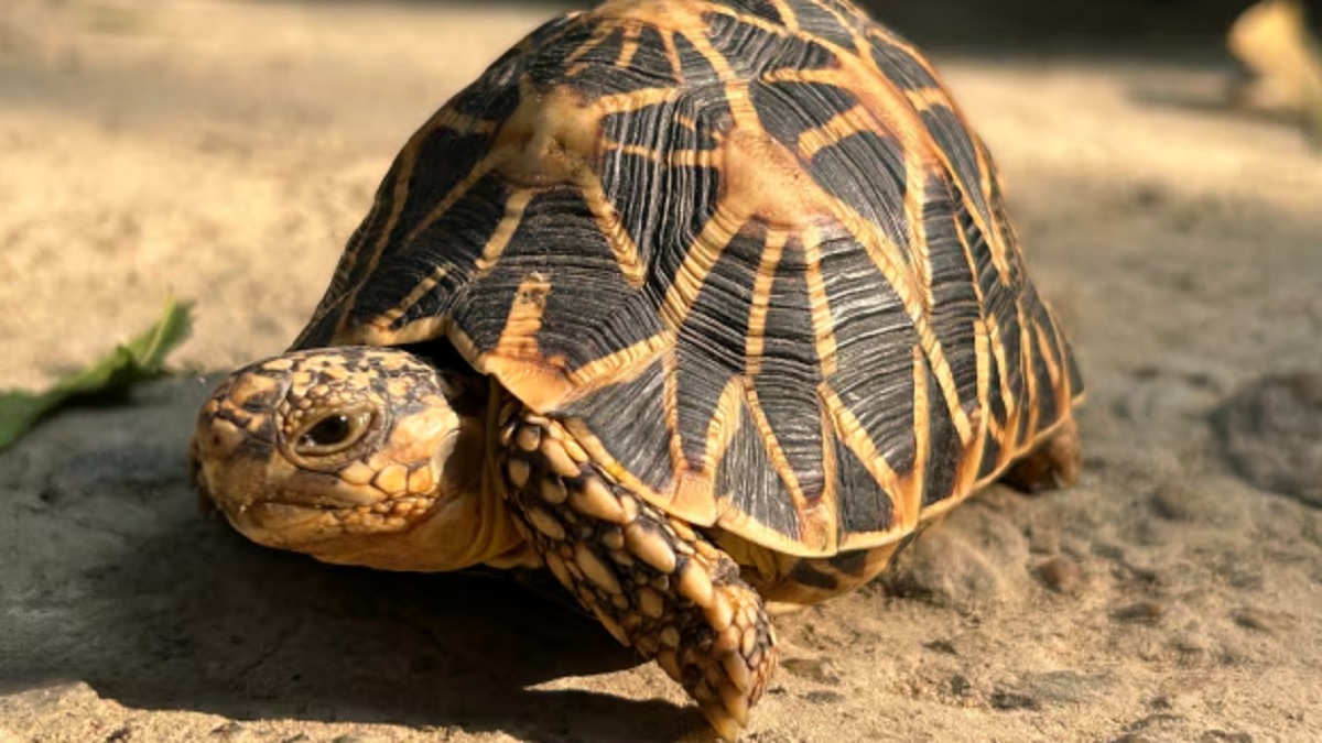 Indian star tortoise