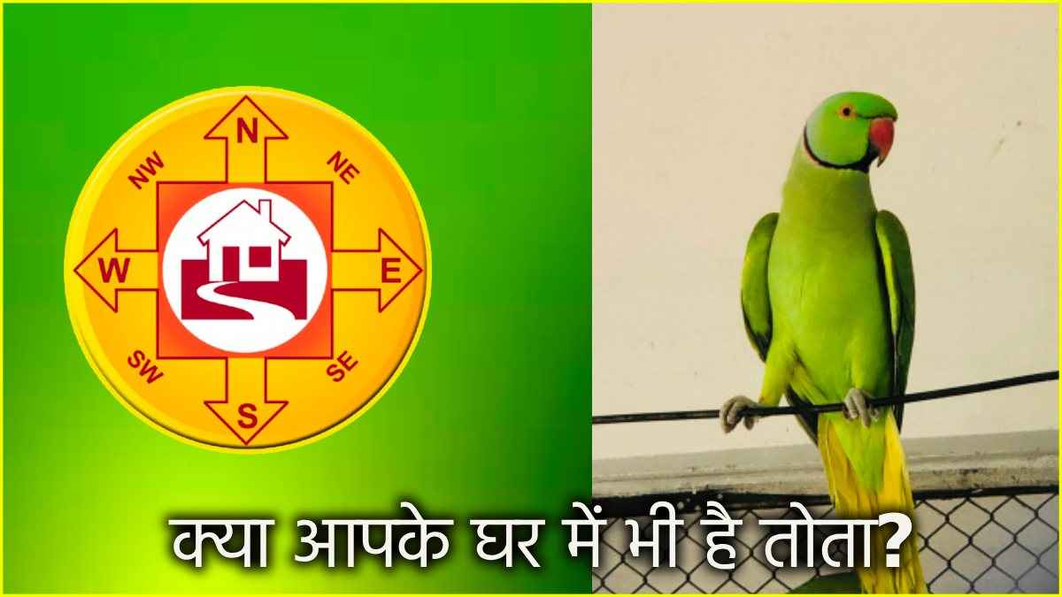 घर में तोता पालना भी बन सकता है कंगाली का कारण! जानें क्या कहता है वास्तु शास्त्र