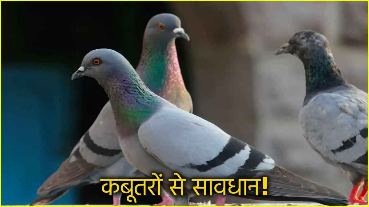 कबूतर भी बन सकते हैं Lung Disease का कारण, छज्जों पर बीट और पंख फैला रहे हैं बीमारी
