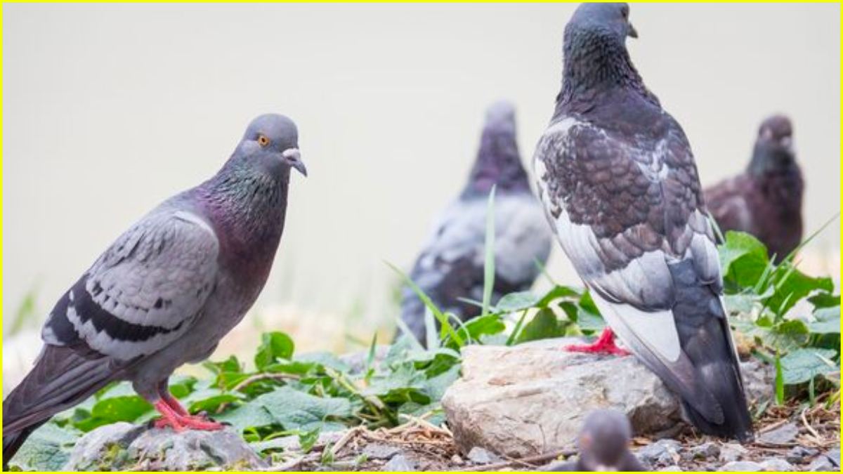 Pigeon Causes