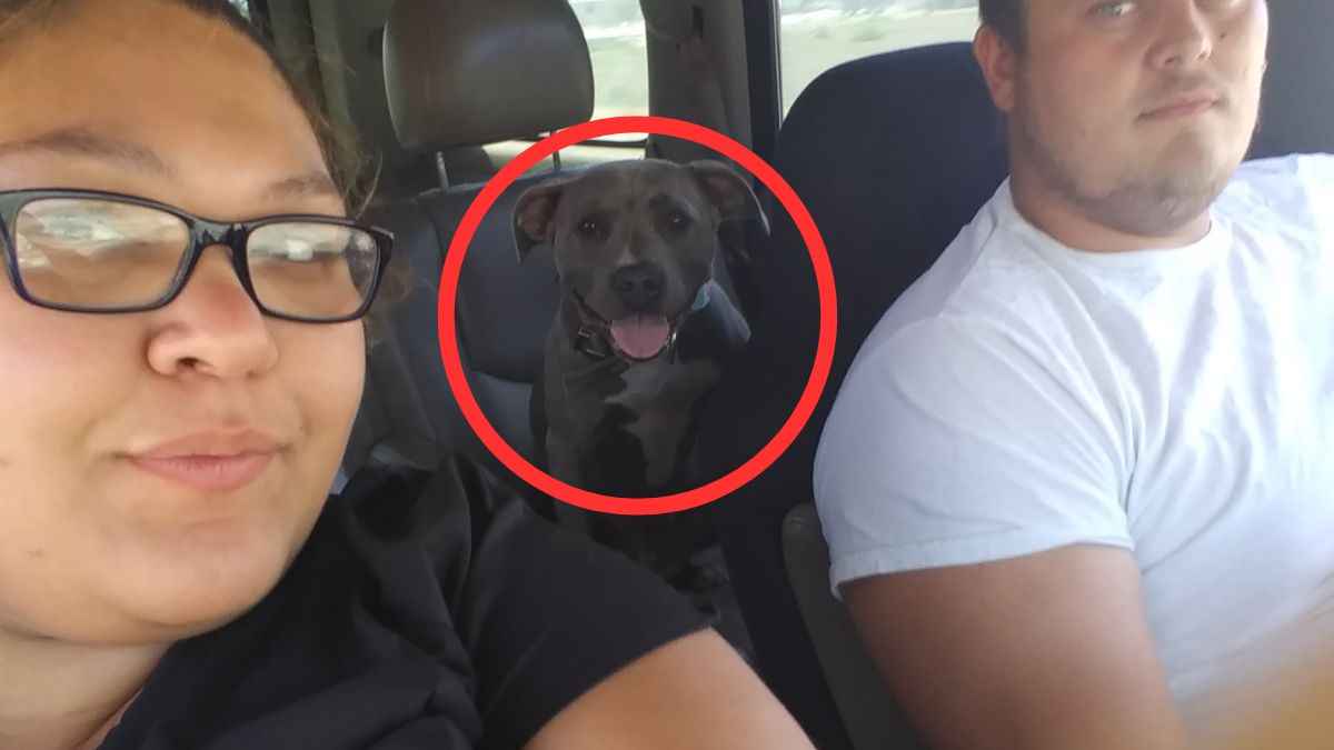 Pitbull dog attack