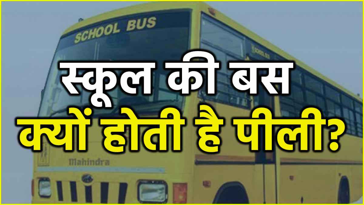 School Bus School Bus