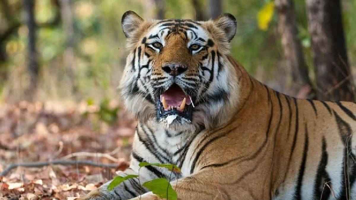 कहानी नेपाल की बाघिन की, खौफ से खाली हो गया था पूरा का पूरा गांव, 436 लोगों को बनाया शिकार