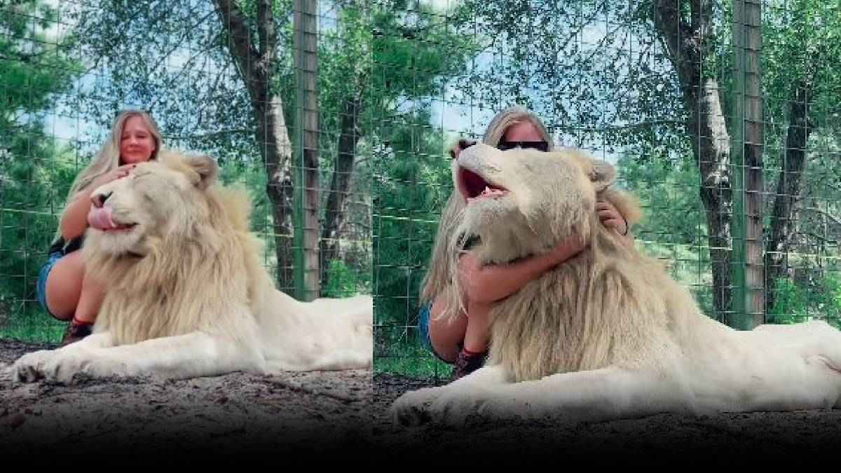 बाड़े में घुसी और सफेद शेर को लगा लिया गले, वीडियो देख आप भी पूछेंगे-कौन है ये दिलेर महिला?