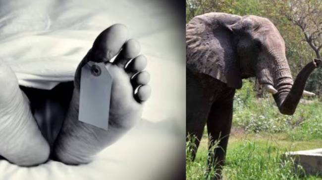 elephant attack elephant attack