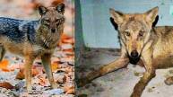 Bahraich Wolf Attack