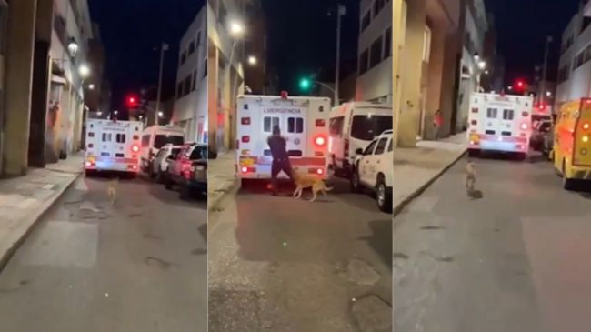 Video: सड़क पर दिखा '777 Charlie' फिल्म का नजारा! बीमार मालिक को ले जा रही एम्बुलेंस पीछे दौड़ा कुत्ता Viral Video