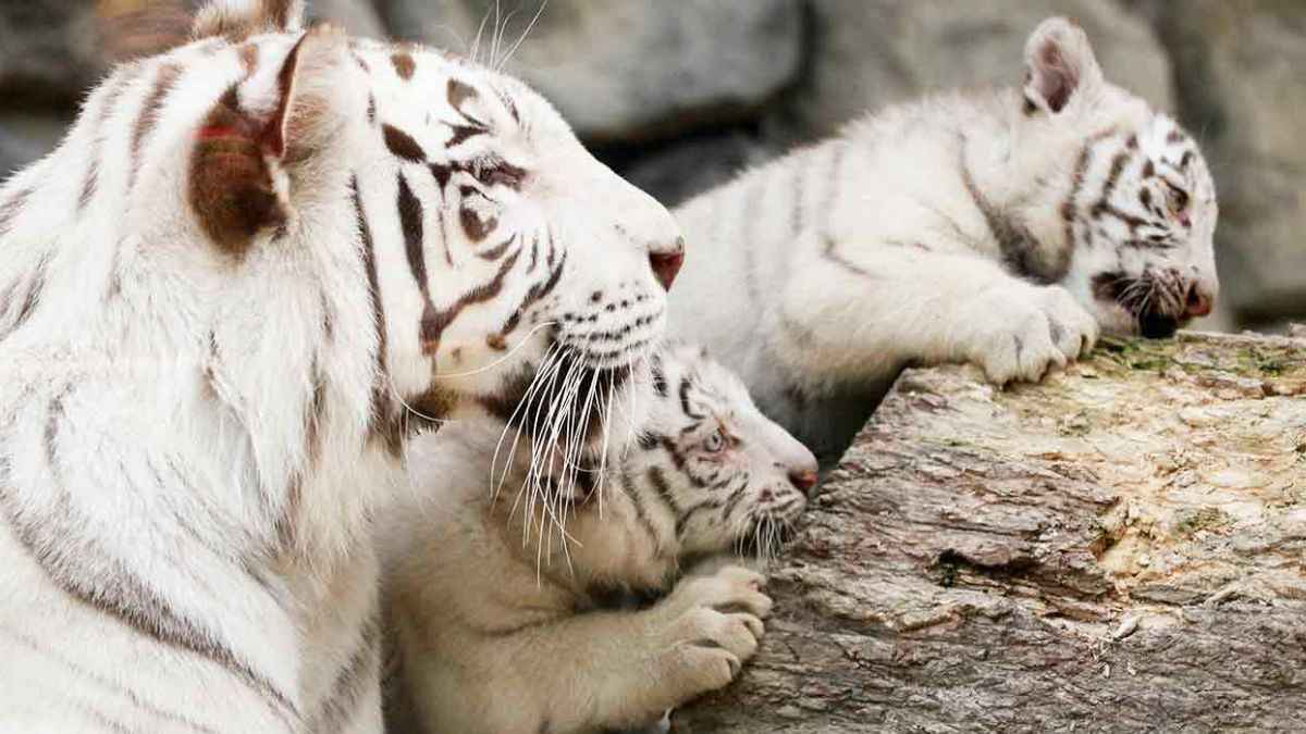 विदेश में हुआ भारत की शान White Bengal Tigers का जन्म, जानिए क्यों खास है ये अद्भुत जानवर