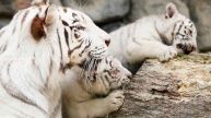 white bengal tiger