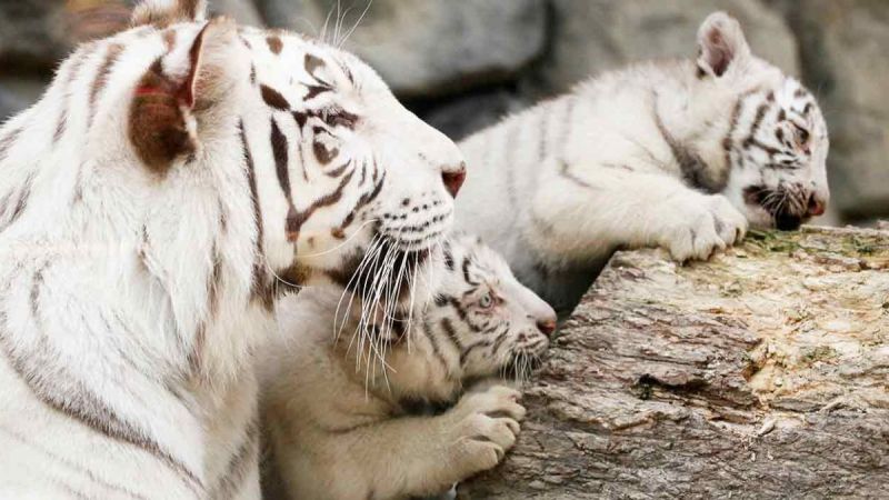 white bengal tiger