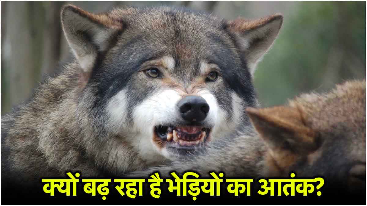 आखिर क्यों खूंखार हुए भेड़िए? यूपी-बिहार में ही क्यों होते हैं हमले? 7 राज्यों में पॉपुलेशन अधिक