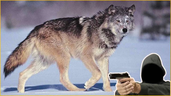 Bahraich Bhediya Shot dead