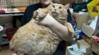 Monster cat, Monster cat weighing 17 kg, Russia, cat fed whiskey