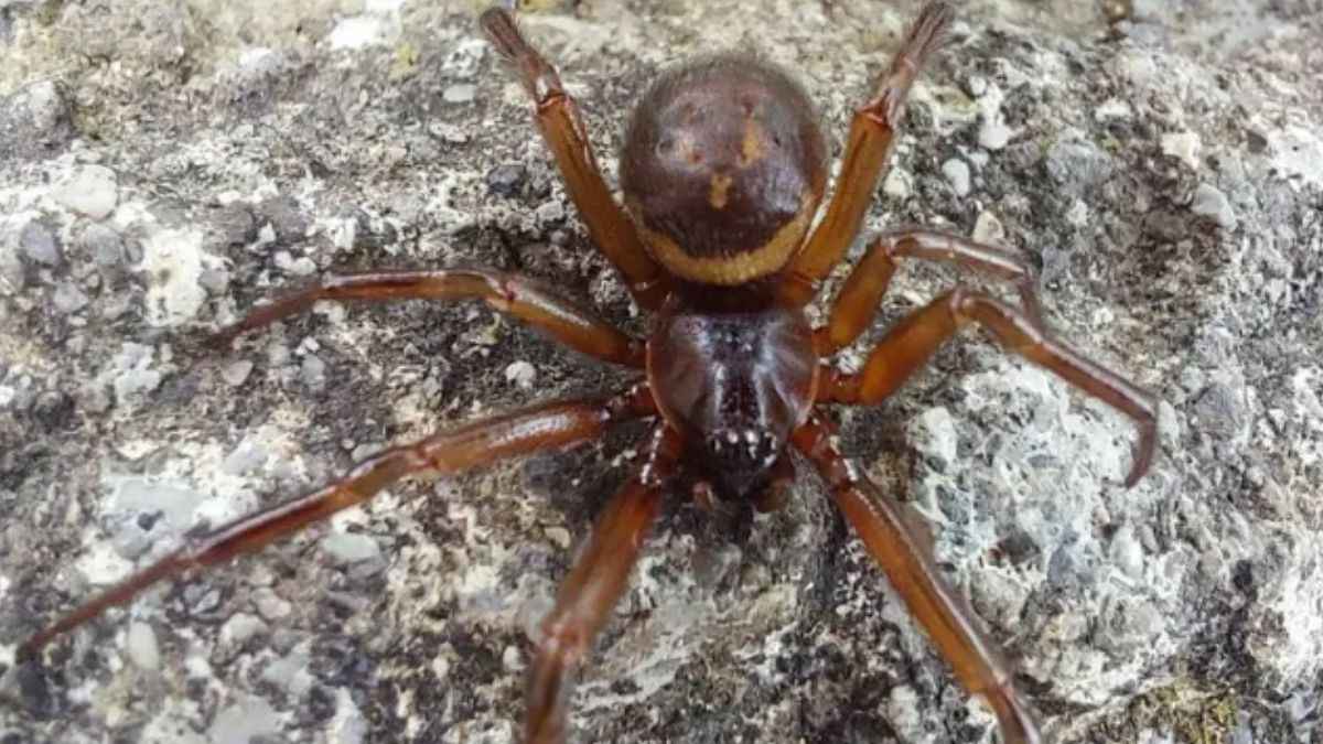 false widow spider