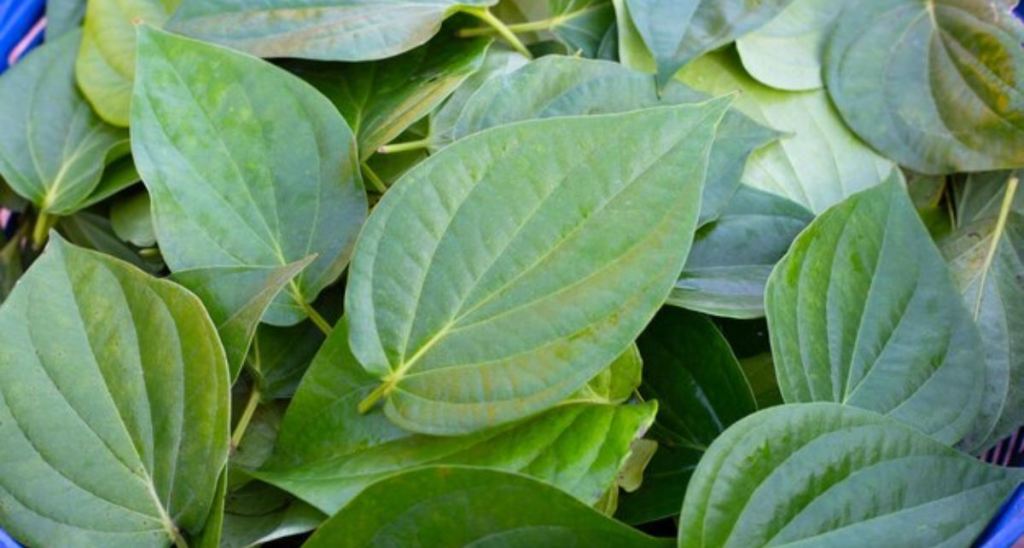 betel leaf benefits