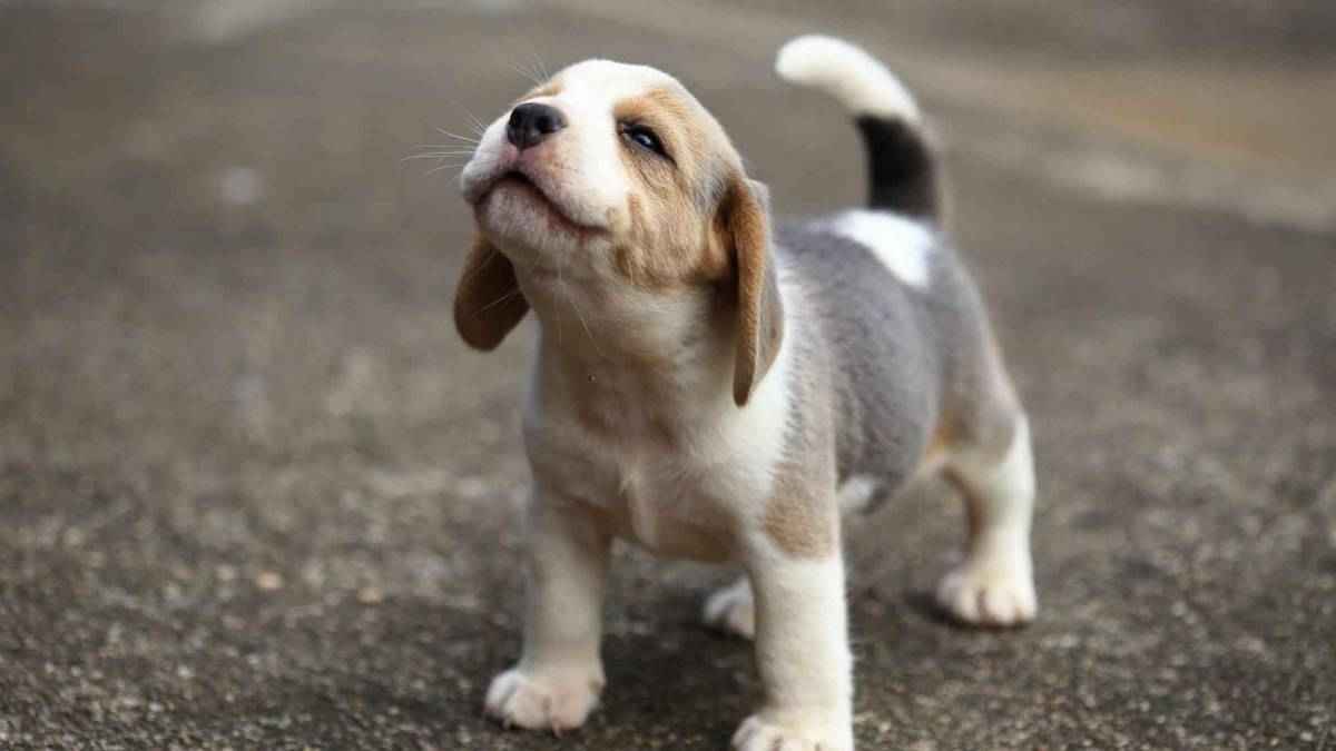 Puppy को पालना 'बिगाड़' रहा लोगों की सेहत! स्टडी में आए चौंकाने वाले फैक्ट्स