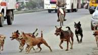 Ahmedabad Municipality Big Initiative For Dogs