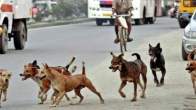 Ahmedabad Municipality Big Initiative For Dogs