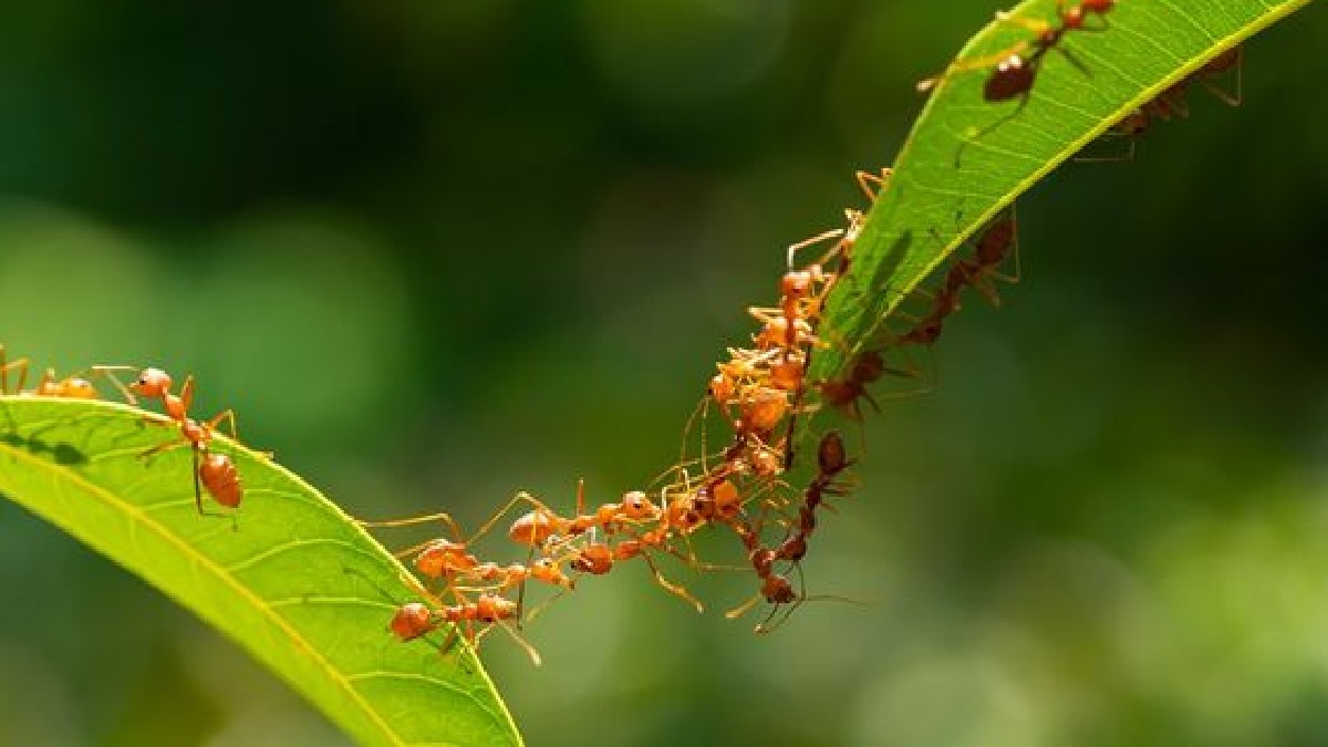 Ants