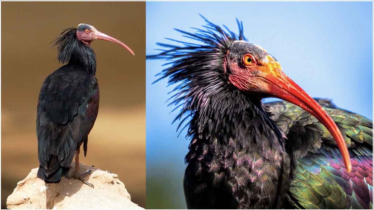 Extinct Bird Bald Ibis Back to Life