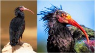 Extinct Bird Bald Ibis Back to Life