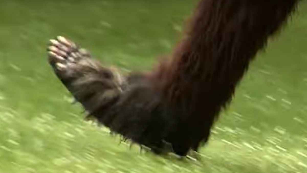 Bigboot